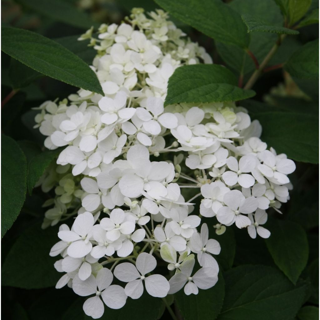 Hydrangea paniculata Bobo - Ortensia paniculata