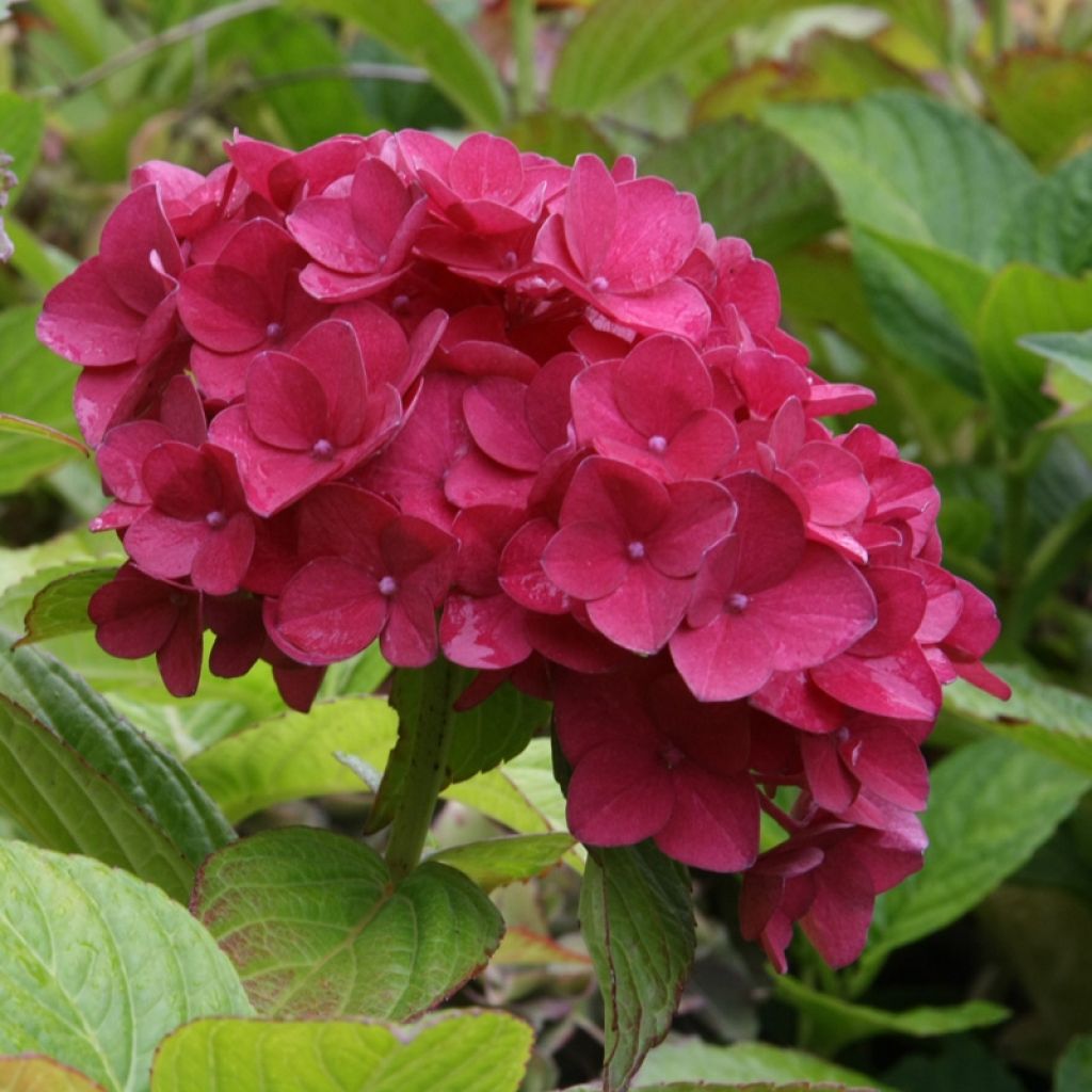 Hydrangea macrophylla Hovaria Hobergine - Ortensia