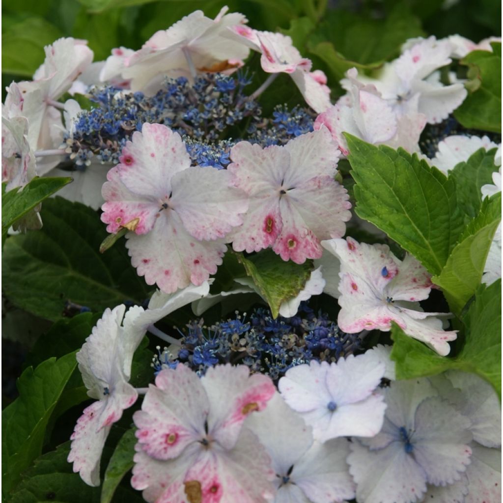 Hydrangea macrophylla Koria - Ortensia