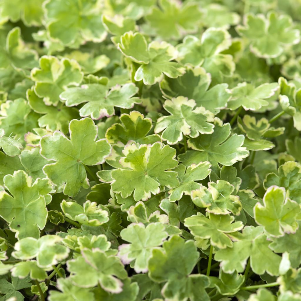 Hydrocotyle sibthorpioides - Soldinella sibtorpioide