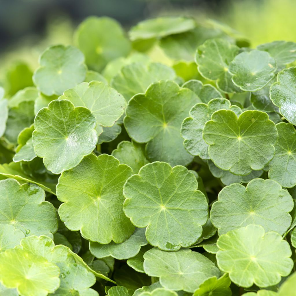 Hydrocotyle vulgaris - Soldinella acquatica