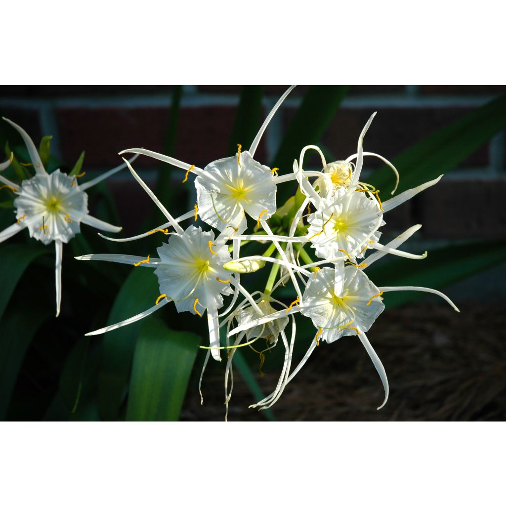 Hymenocallis festalis White