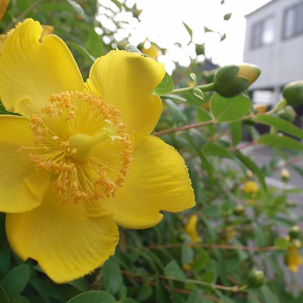 Hypericum calycinum - Iperico