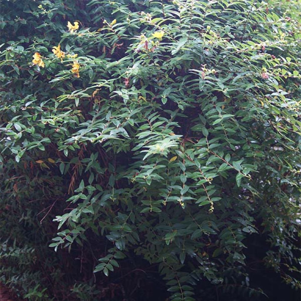 Hypericum calycinum - Iperico