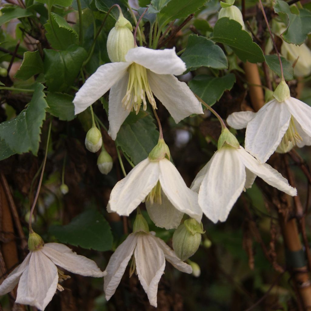 Clematis cirrhosa Jingle Bells