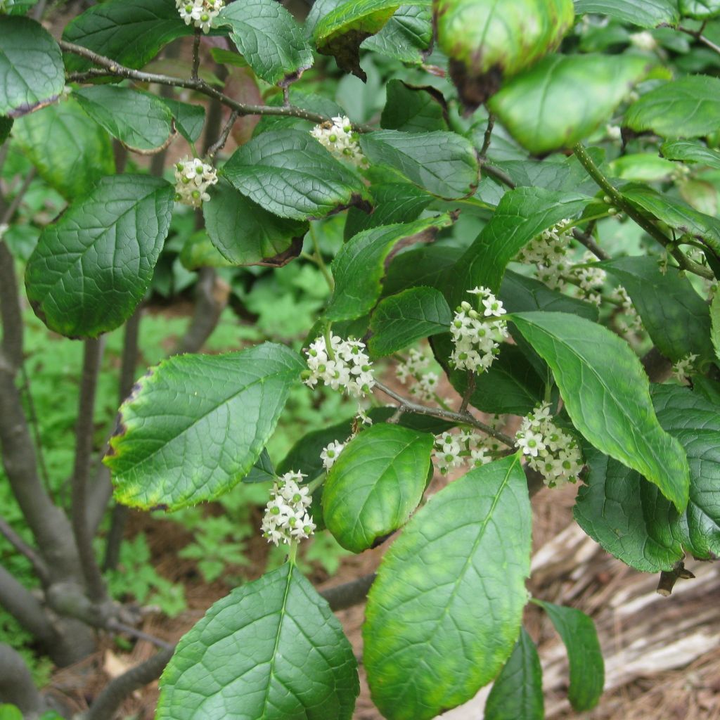 Ilex verticillata Maryland Beauty - Agrifoglio