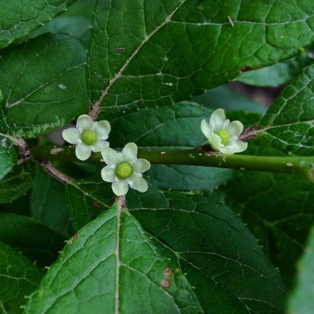 Ilex verticillata Maryland Beauty - Agrifoglio