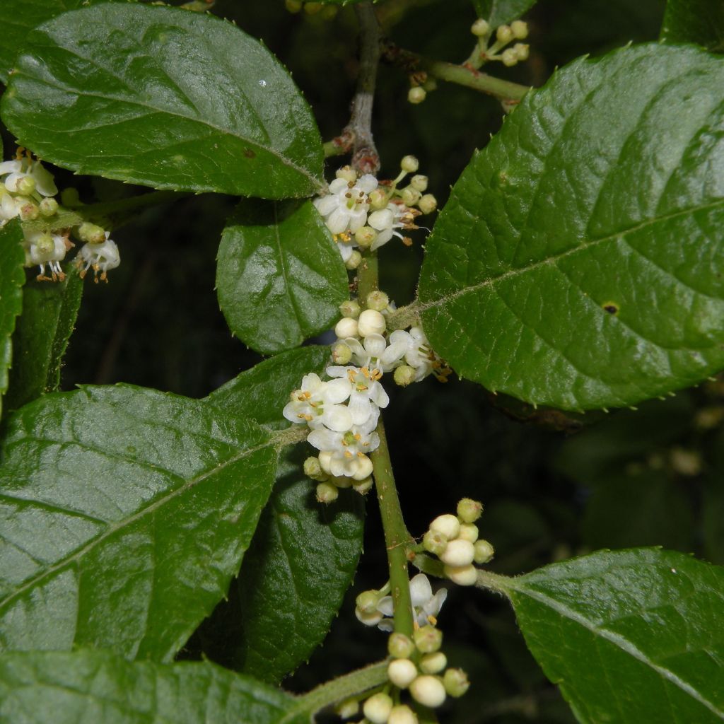 Ilex verticillata Southern Gentleman - Agrifoglio