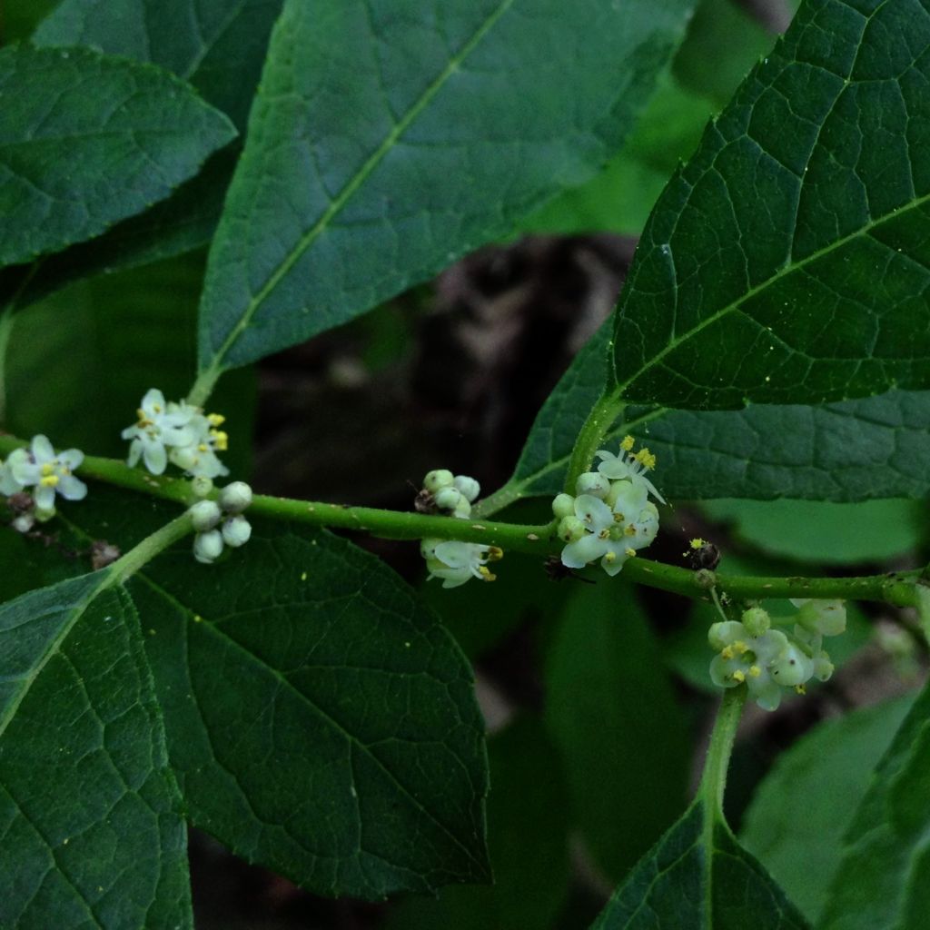 Ilex verticillata Southern Gentleman - Agrifoglio