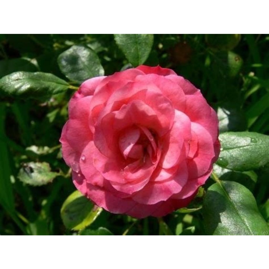 Rosa polyantha Patte de Velours