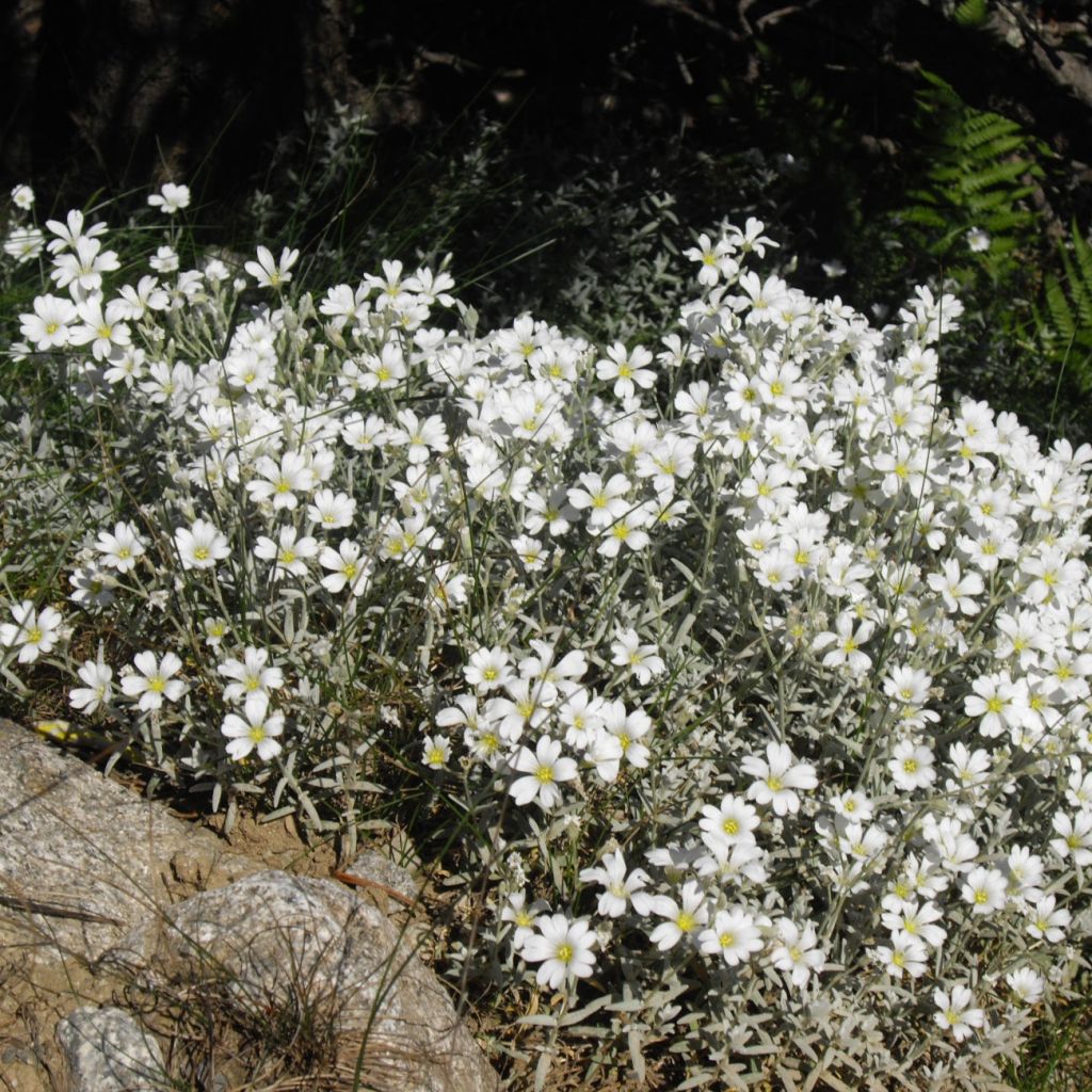 Cerastium tomentosum Yo Yo - Peverina tomentosa