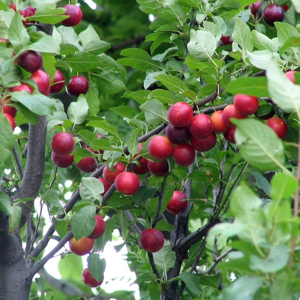 Prunus cerasifera - Ciliegio da fiore