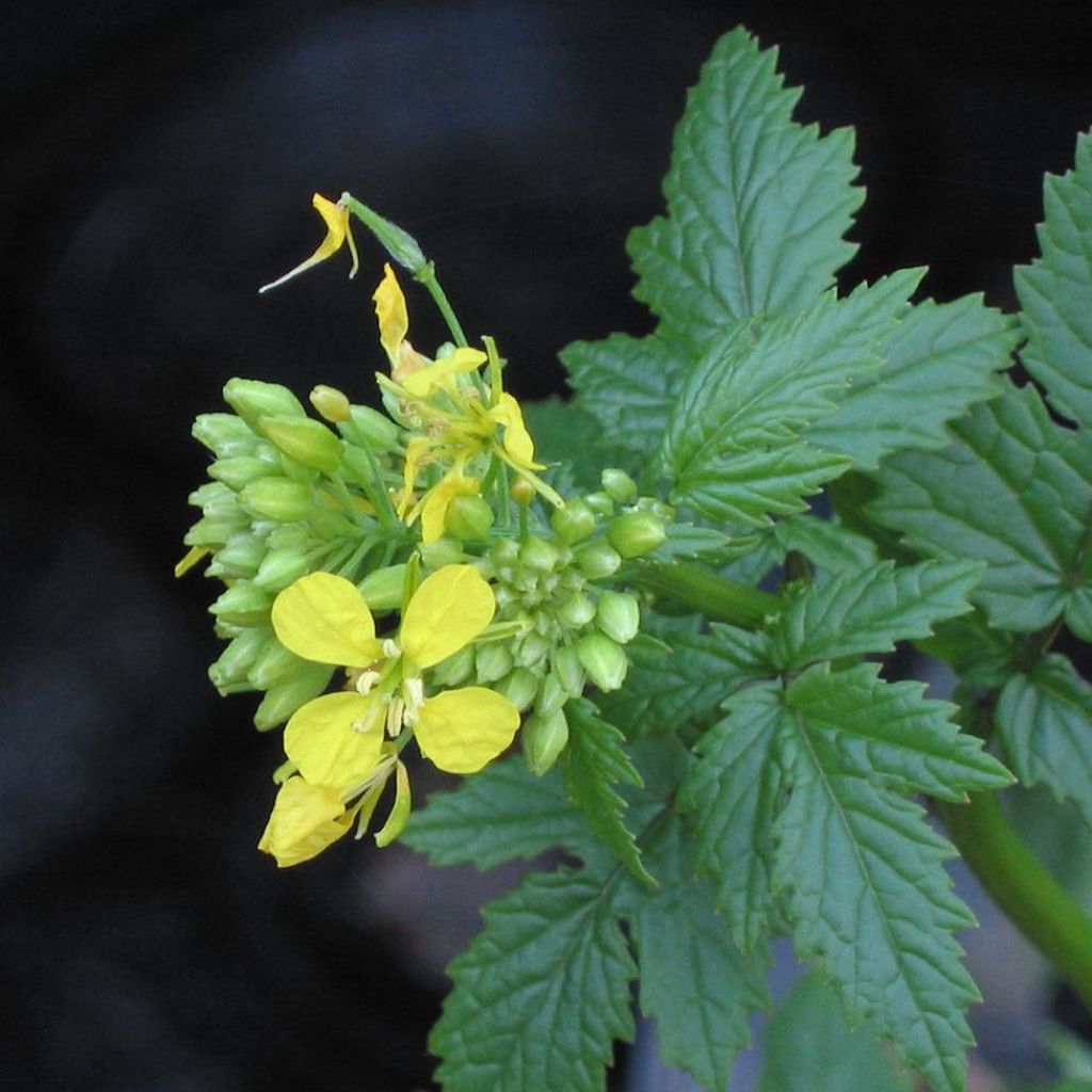 Sinapis alba - Senape bianca (sovescio - 10 m²)