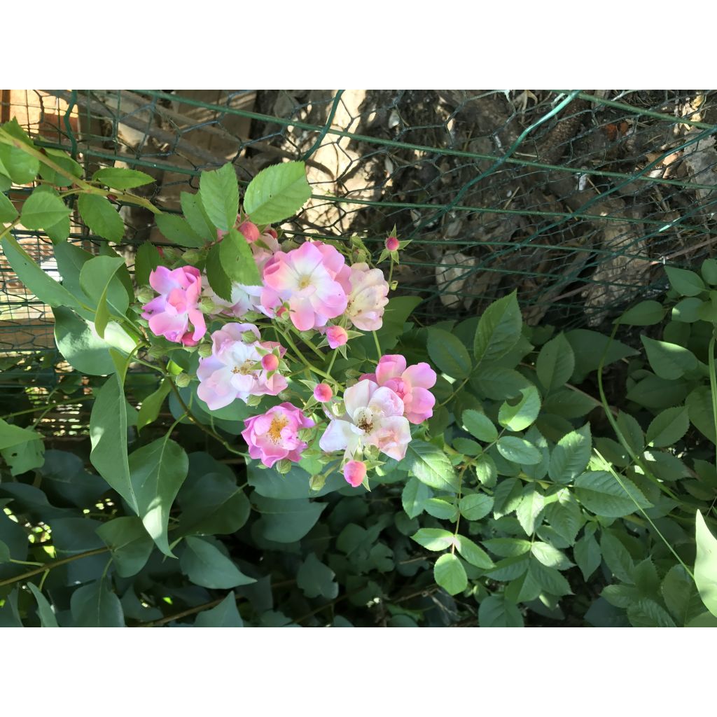 Rosa multiflora Blush Rambler