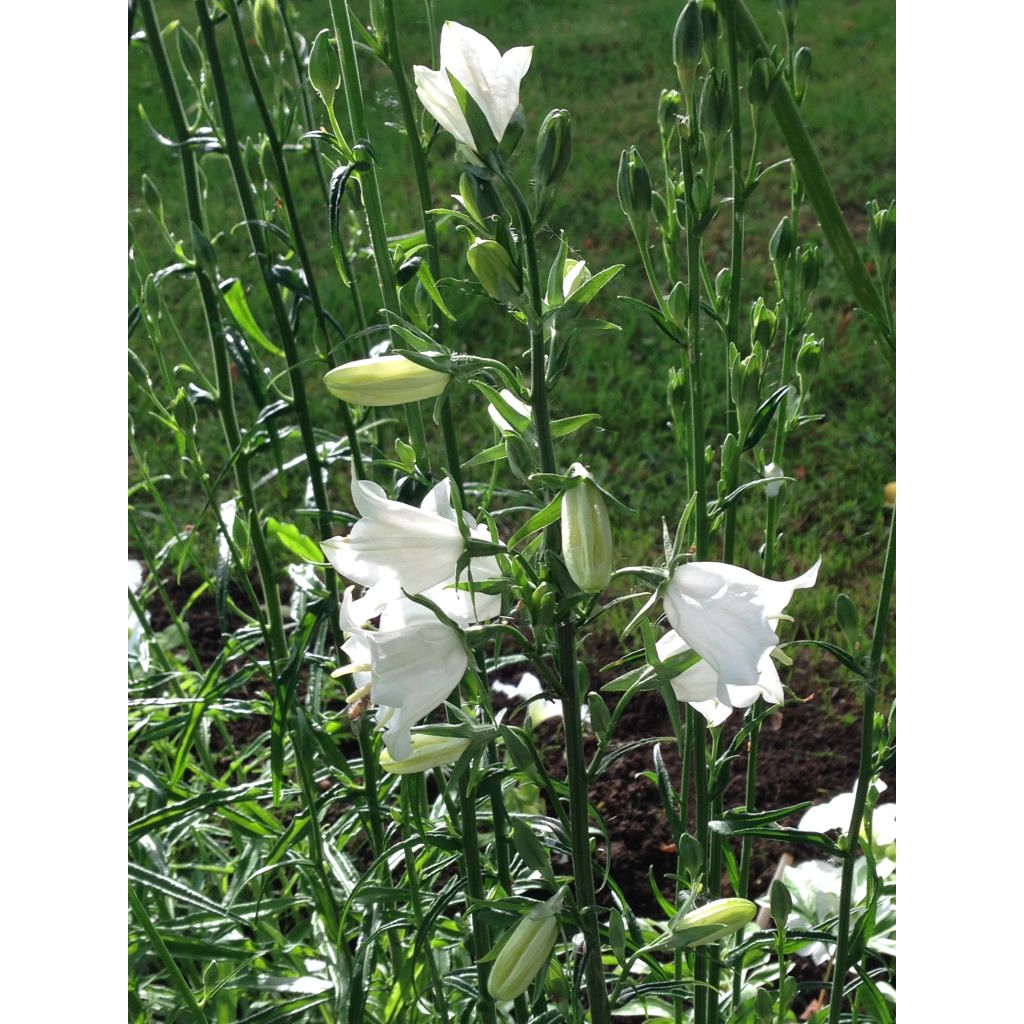 Campanula persicifolia Alba - Campanula con foglie di pesco