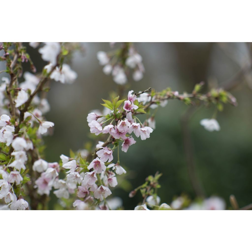 Prunus incisa Kojo no mai - Ciliegio da fiore