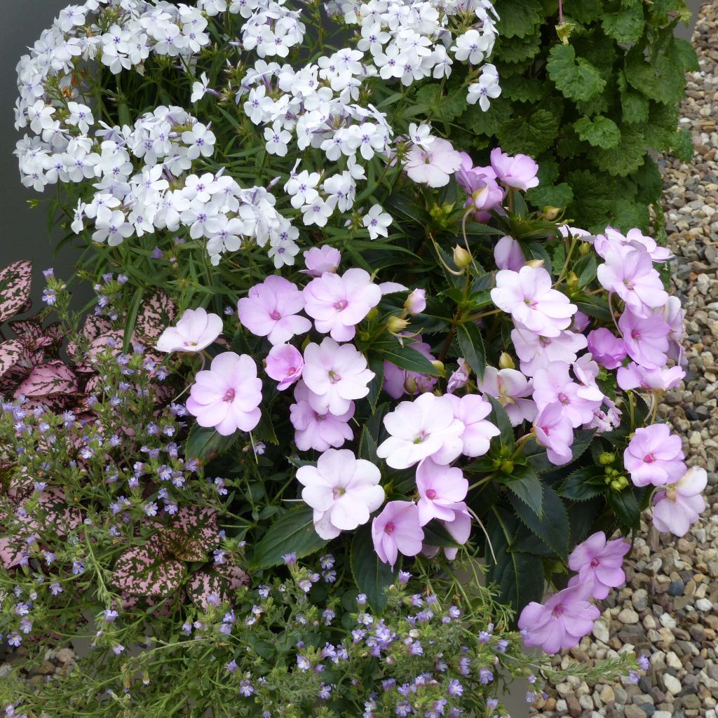 Impatiens Sunpatiens Compact Orchid Blush - Fiore di vetro