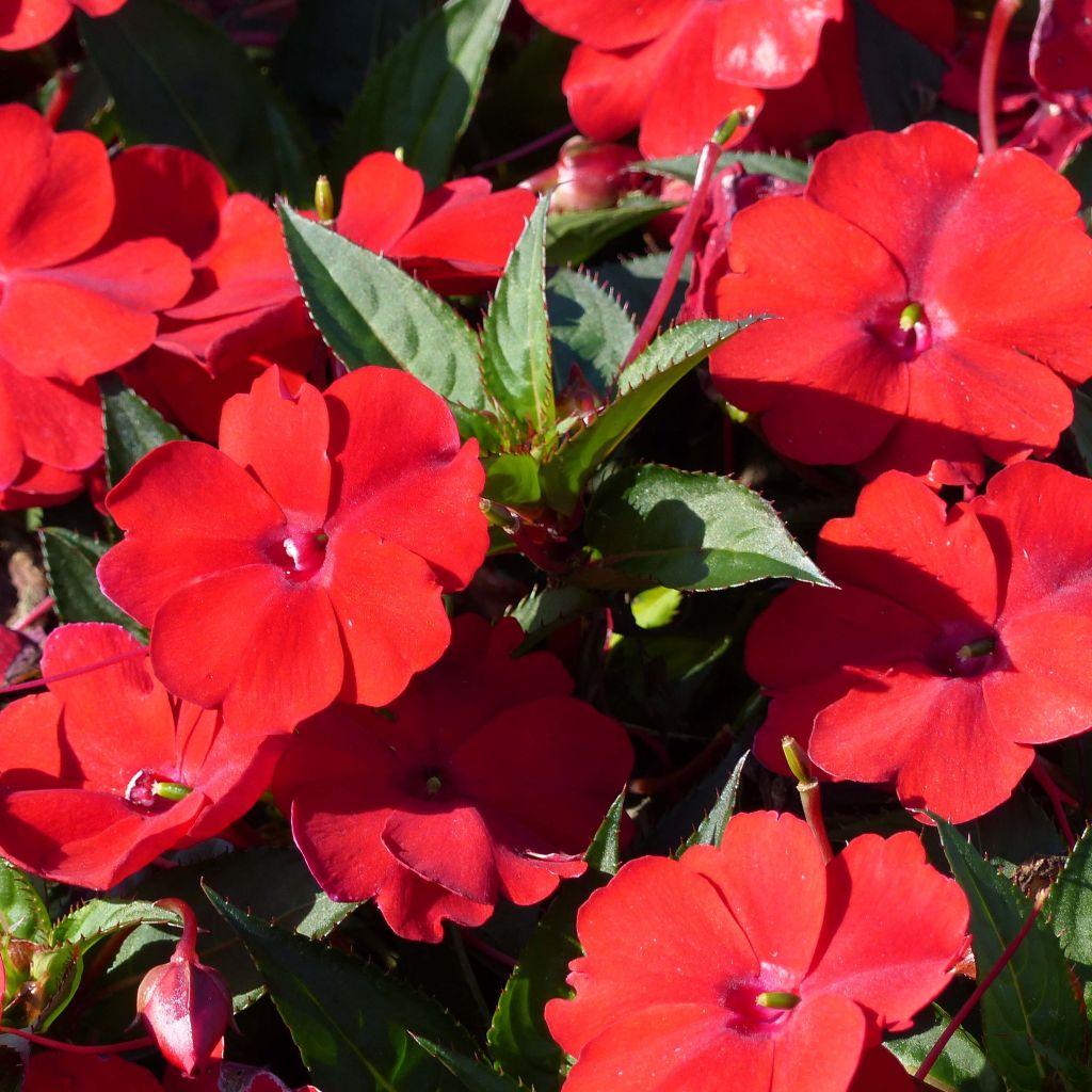 Impatiens Sunpatiens Compact Red - Fiore di vetro