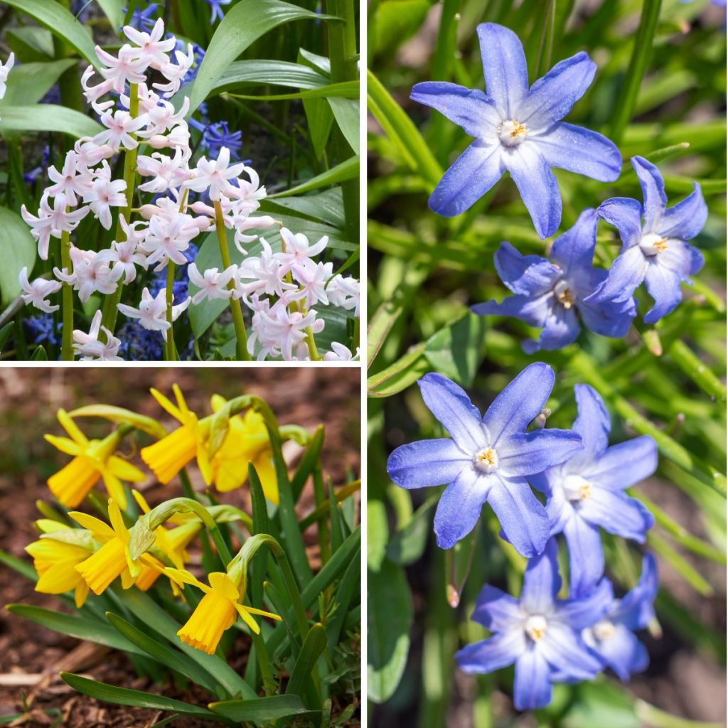 Ispirazione piccoli bulbi primaverili a fioritura contrastante