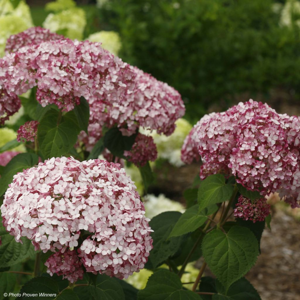 Hydrangea arborescens Sweet Annabelle - Ortensia