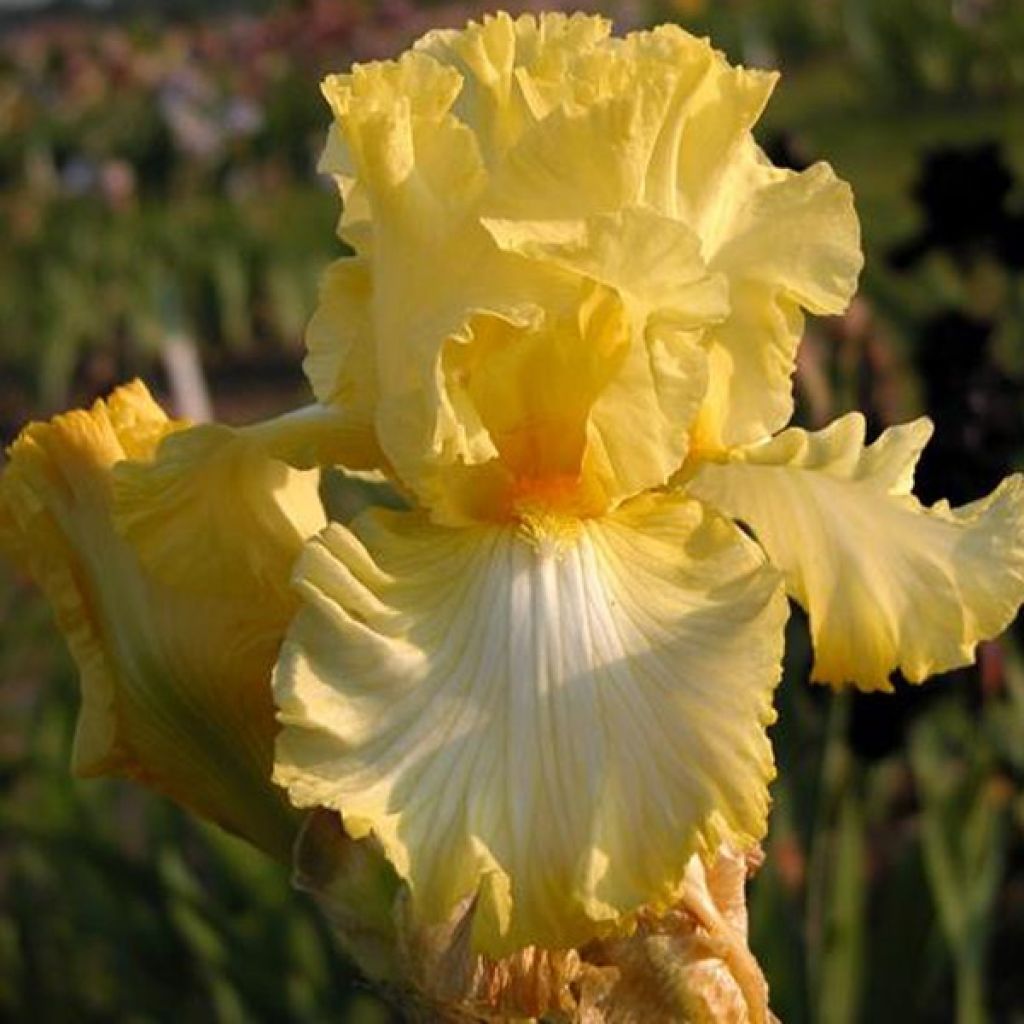 Iris germanica - Giaggiolo paonazzo