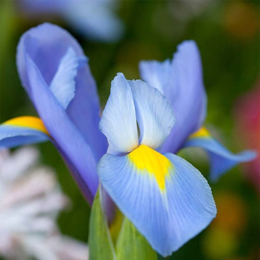 Iris hollandica Professor Blaauw - Iris olandesi