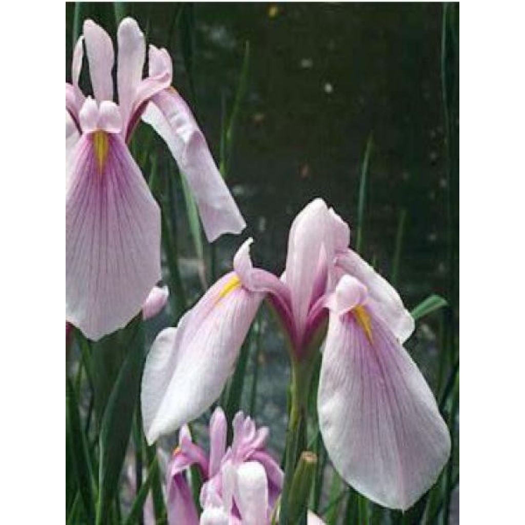 Iris ensata Rose Queen - Iris giapponese