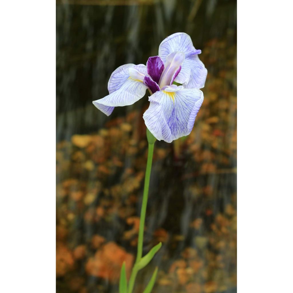 Iris ensata Caprician Butterfly - Iris giapponese