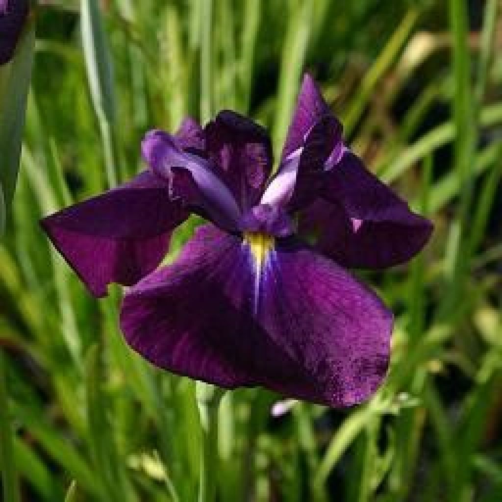 Iris ensata Carnival Prince - Iris giapponese