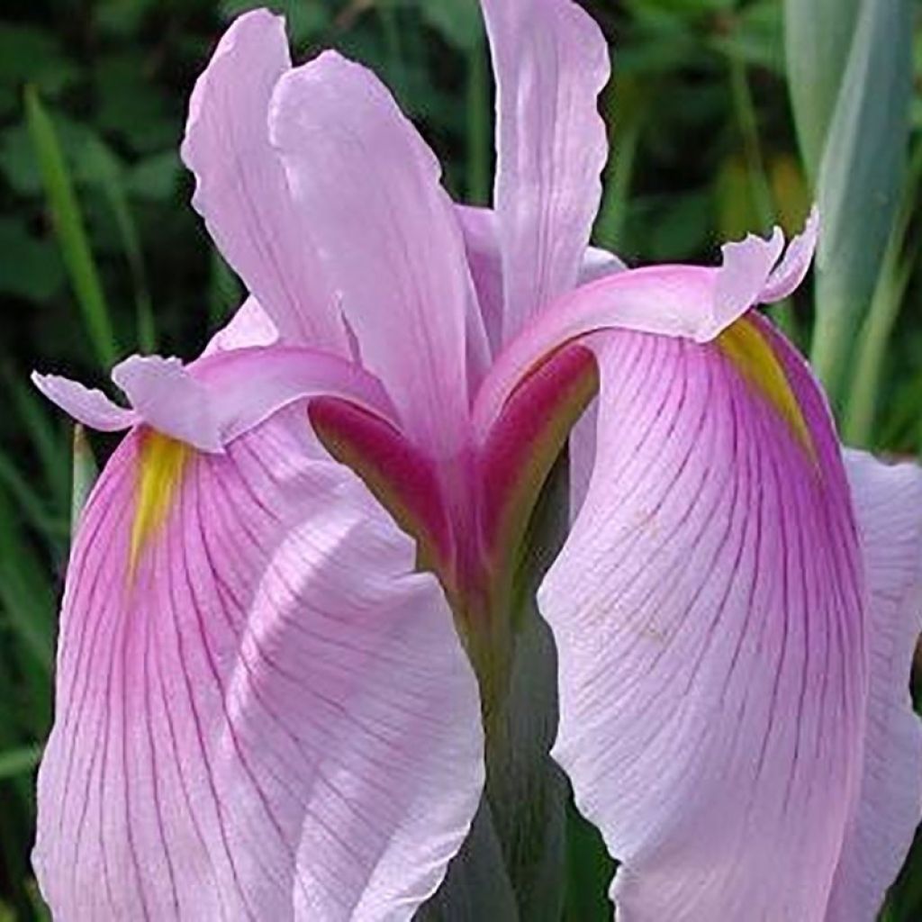 Iris ensata Rose Queen - Iris giapponese