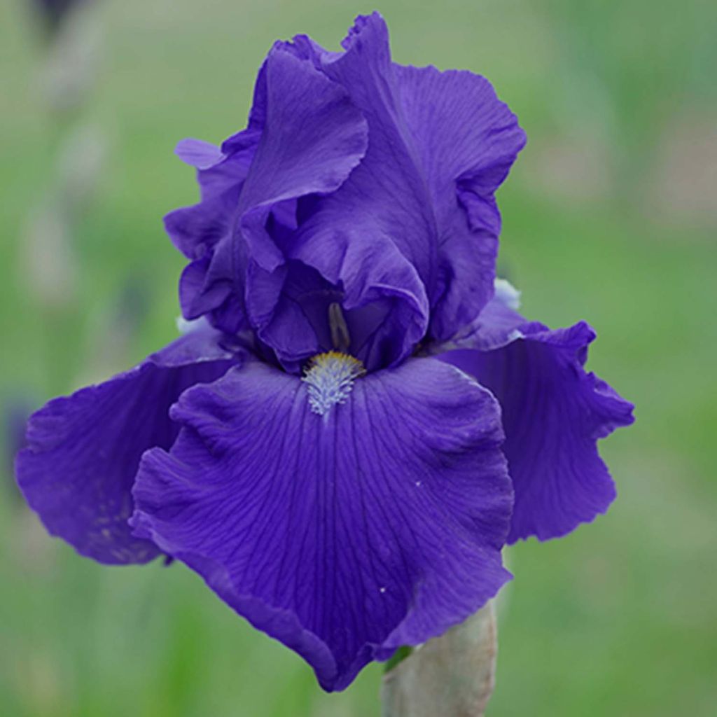 Iris germanica Bleu de Gien - Giaggiolo paonazzo