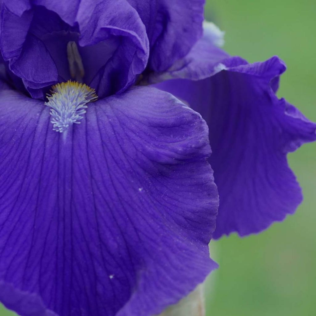 Iris germanica Bleu de Gien - Giaggiolo paonazzo