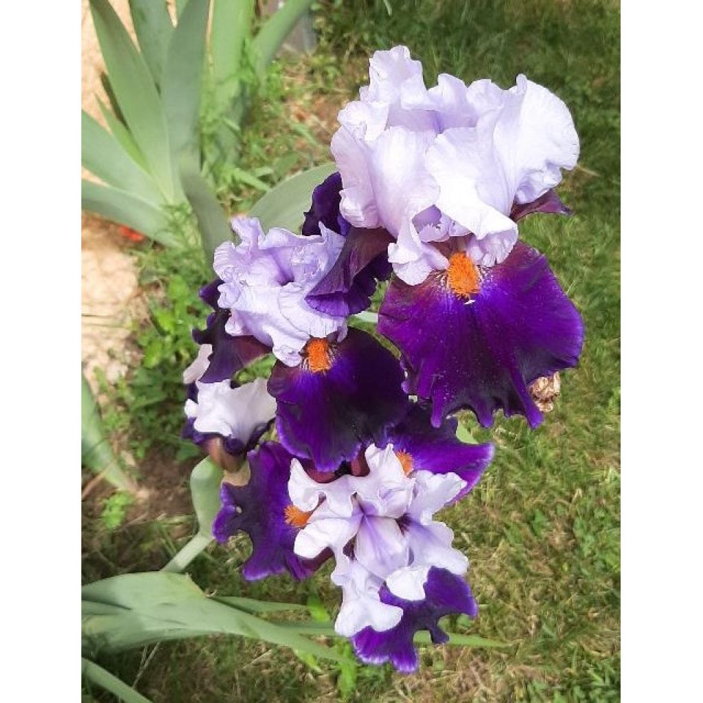 Iris germanica Chelsea Bleu - Giaggiolo paonazzo