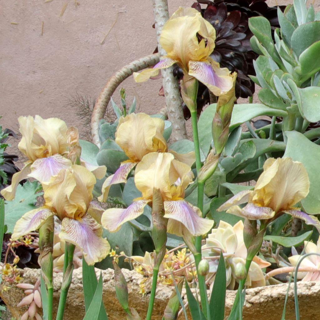 Iris germanica Evolution - Giaggiolo paonazzo