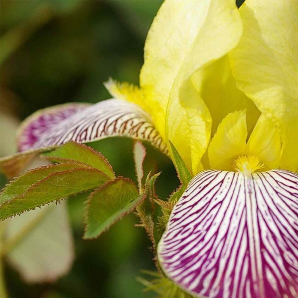 Iris germanica Gracchus - Giaggiolo paonazzo