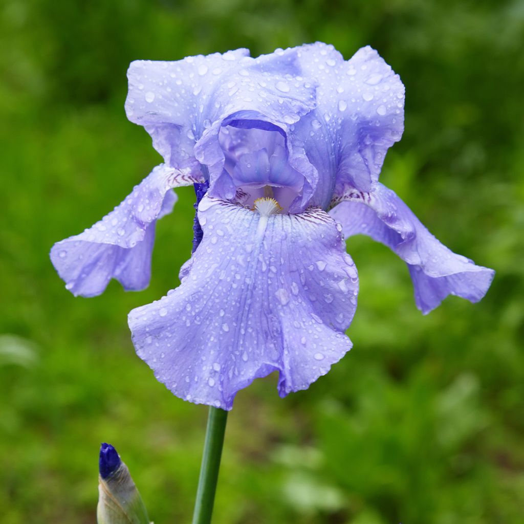 Iris germanica Harbor Blue - Giaggiolo paonazzo