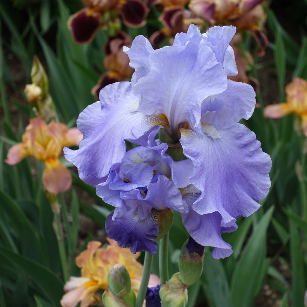 Iris germanica Harbor Blue - Giaggiolo paonazzo