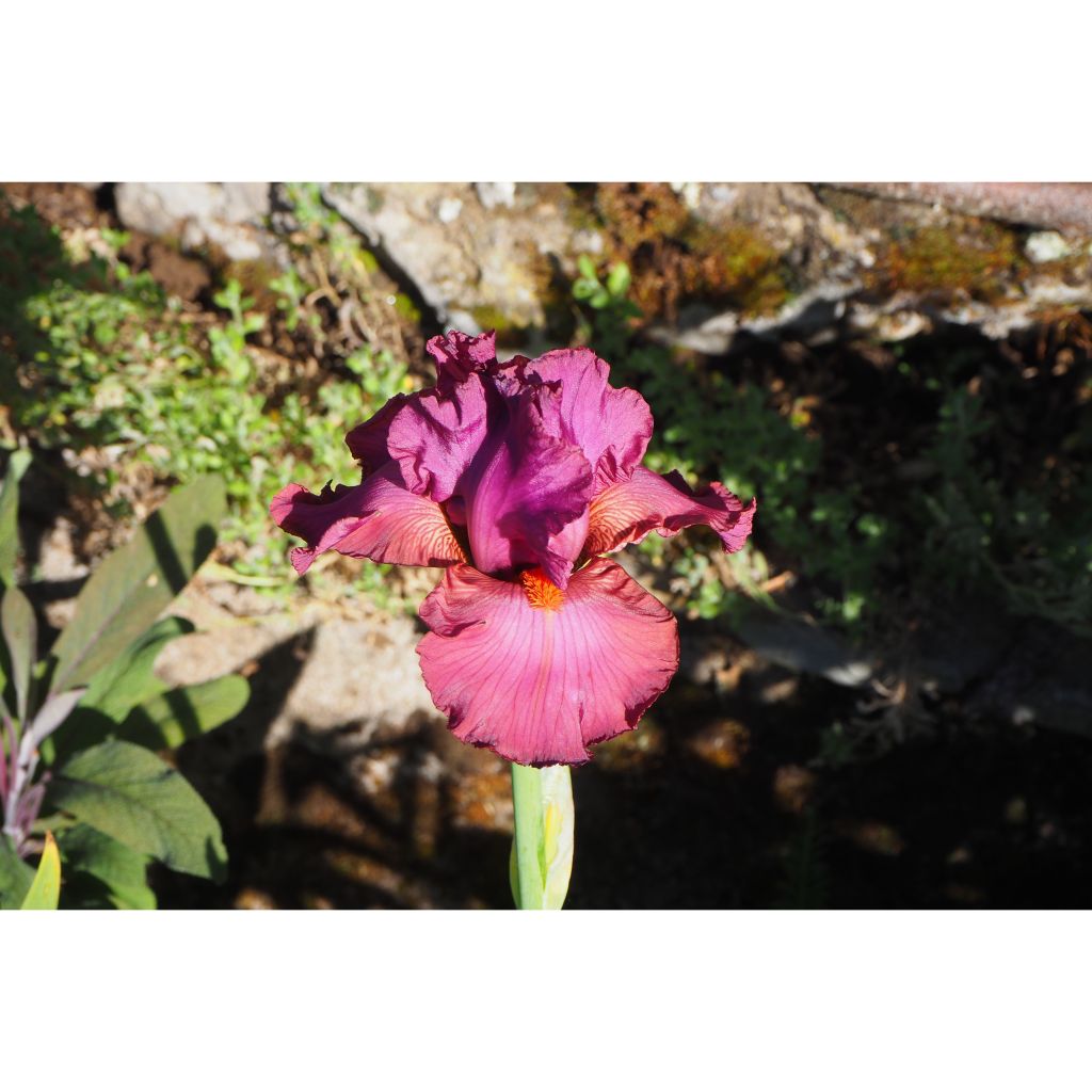 Iris germanica Lady Friend - Giaggiolo paonazzo