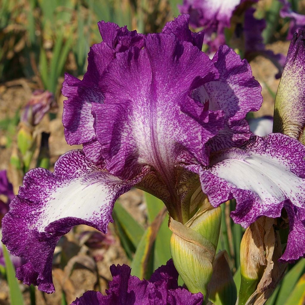 Iris germanica Mariposa Autumn - Giaggiolo paonazzo