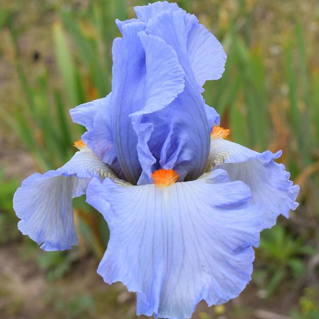 Iris germanica Princesse Caroline de Monaco - Giaggiolo paonazzo