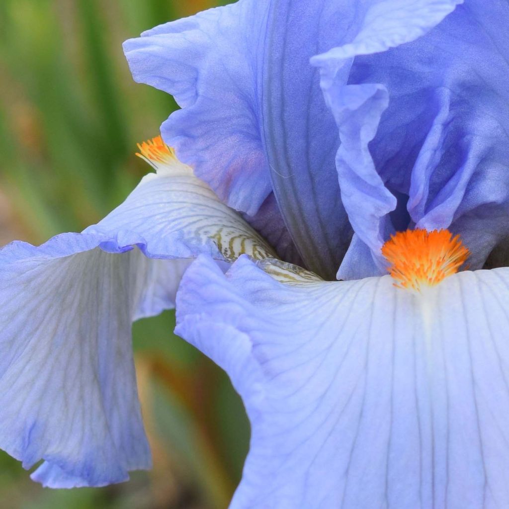 Iris germanica Princesse Caroline de Monaco - Giaggiolo paonazzo