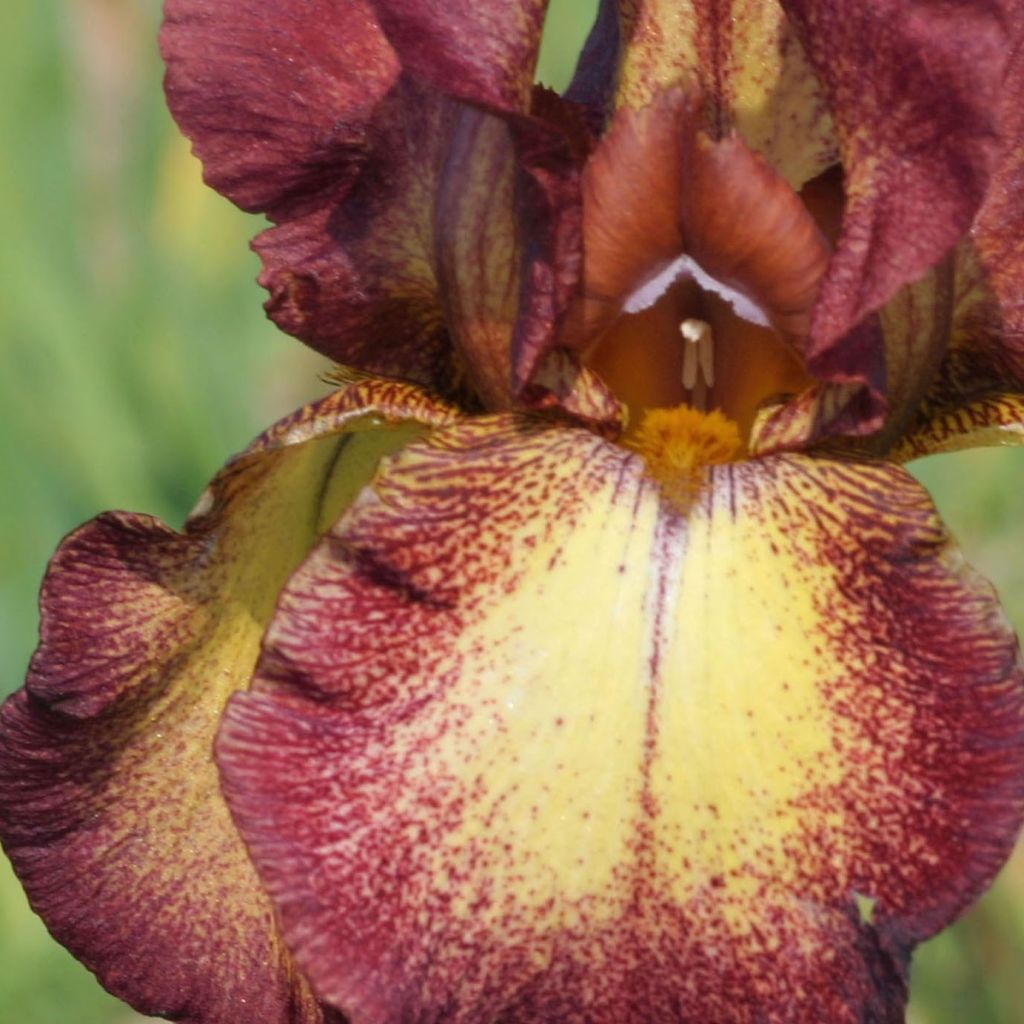 Iris germanica Provençal - Giaggiolo paonazzo