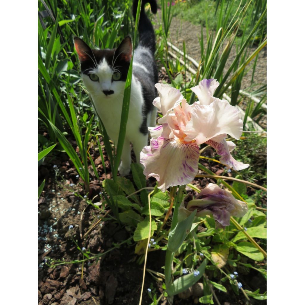 Iris germanica Raspberry Silk - Giaggiolo paonazzo