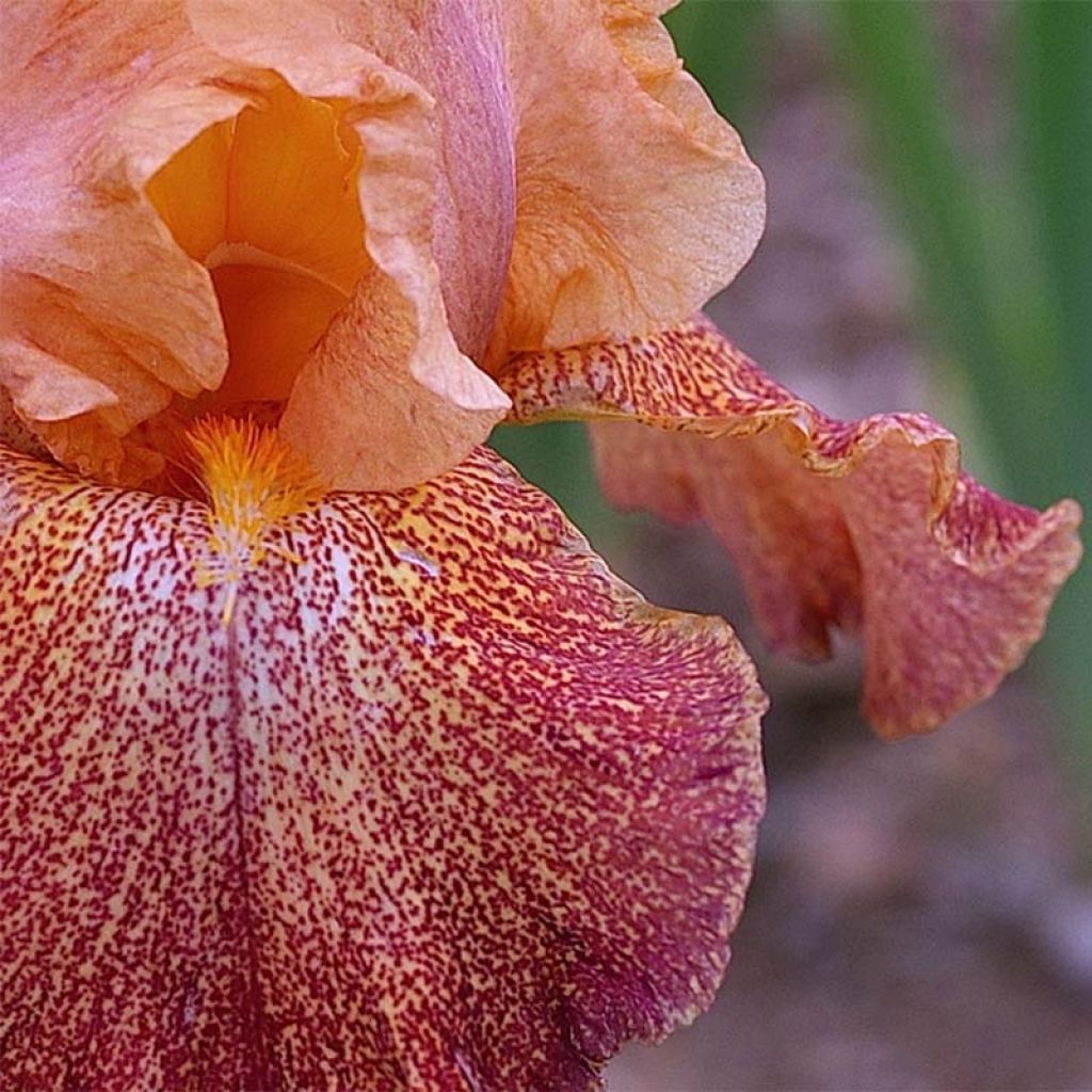 Iris germanica Tanzanian Tangerine - Giaggiolo paonazzo