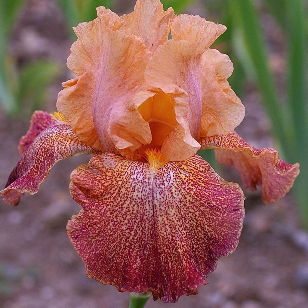 Iris germanica Tanzanian Tangerine - Giaggiolo paonazzo