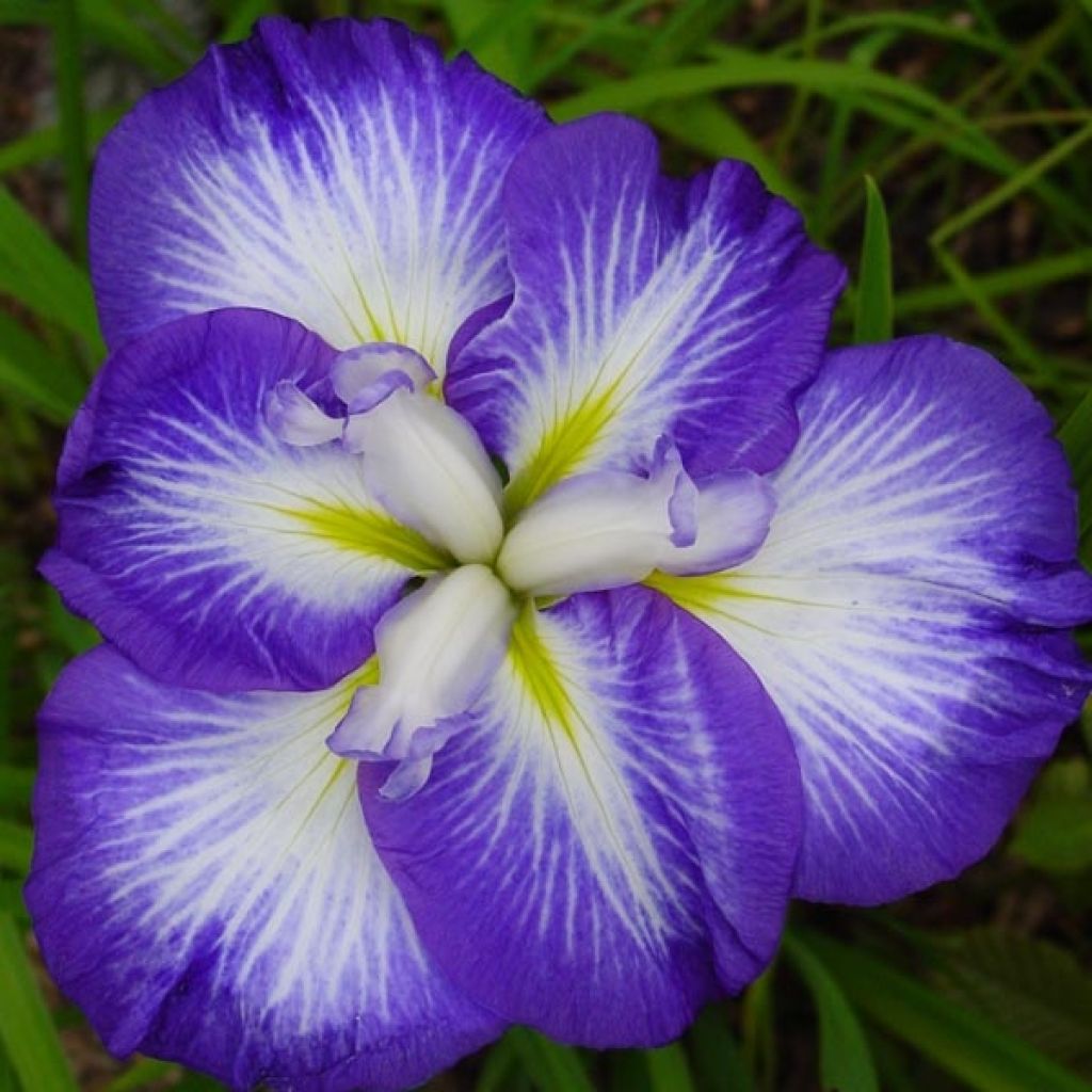 Iris ensata Gusto - Iris giapponese