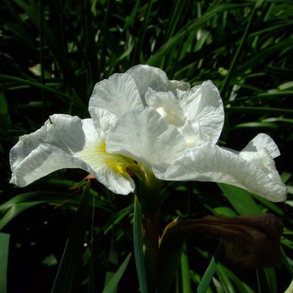 Iris sibirica Harpswell Happiness - Giaggiolo siberiano