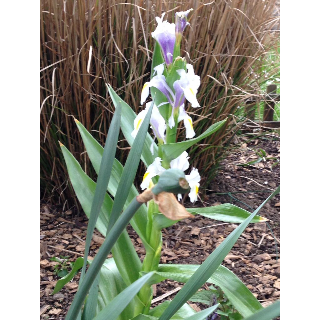 Iris magnifica - Giaggiolo