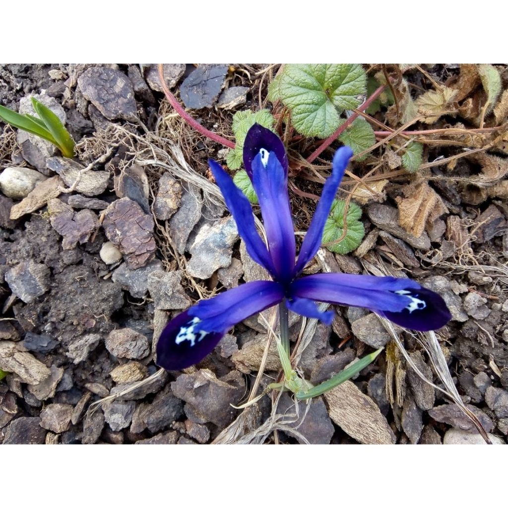 Iris reticulata Blue Note - Giaggiolo