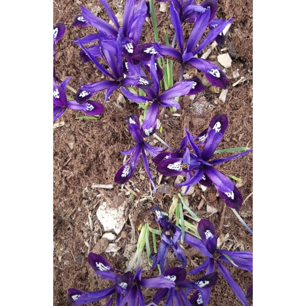 Iris reticulata Dijt - Giaggiolo